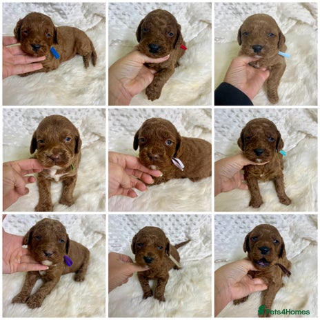 Goldendoodle dogs - Advert 3