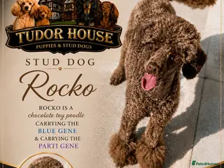 Toy Poodle dogs (Stud) Chocolate & Tan carrying blue (Toy poodle) - Advert 2