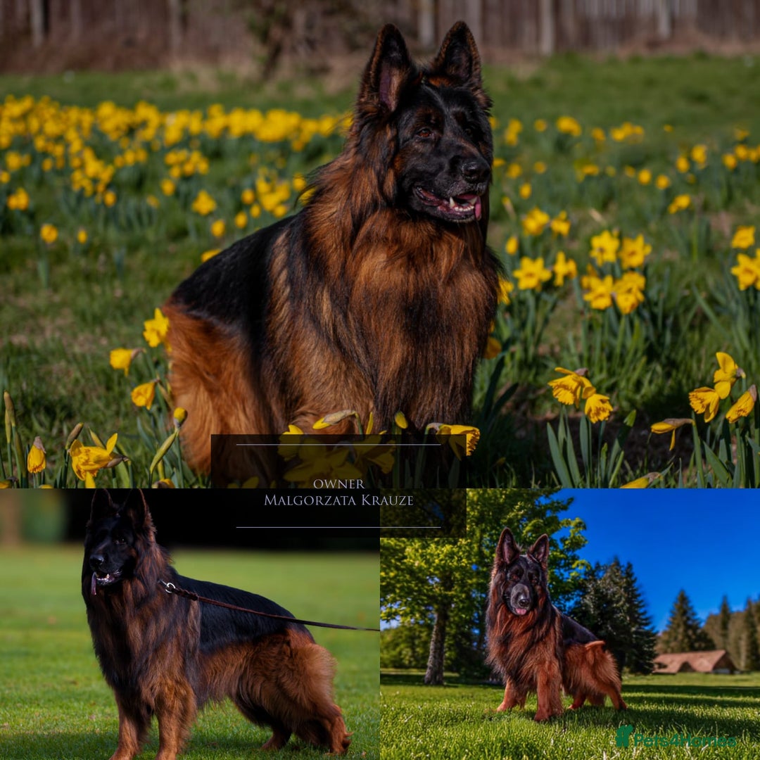 German Shepherd dogs for sale: Germand Shepherd puppies - Image 17