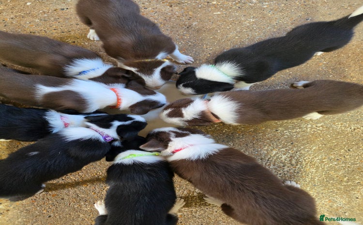 Border Collie dogs - Advert 12