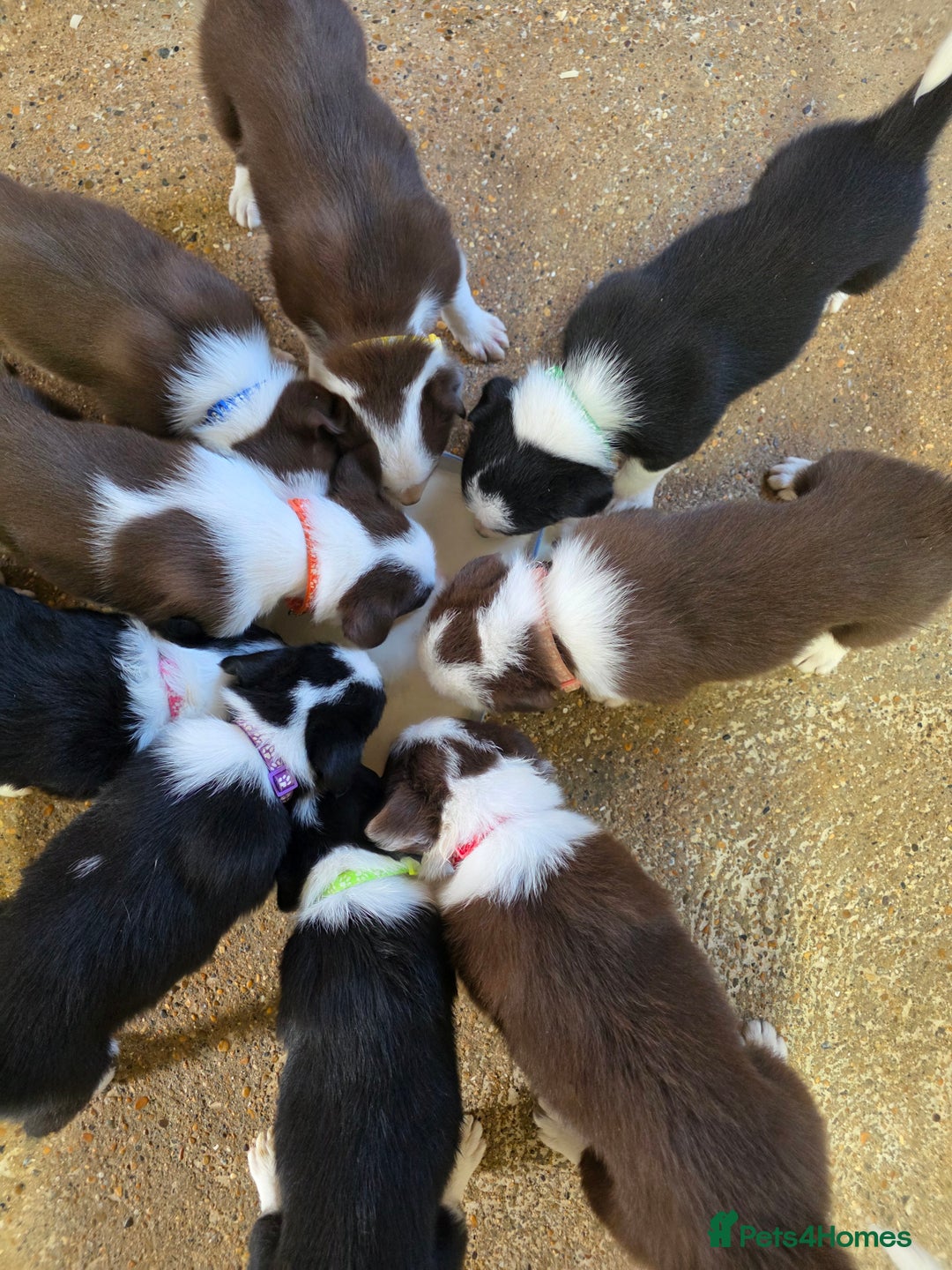 Border Collie dogs for sale: Collie puppies - Image 1