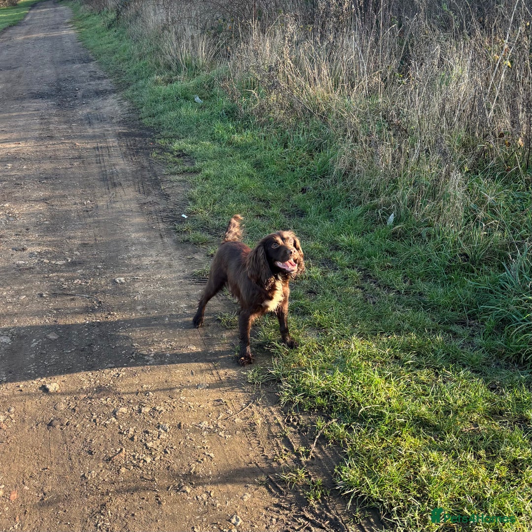 Cocker Spaniel dogs for sale: 2 beautiful working cocker spaniel boys - Advert 1