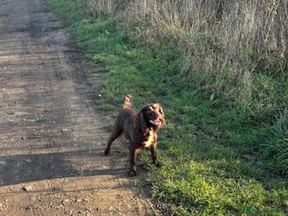 Cocker Spaniel dogs 2 beautiful working cocker spaniel boys - Advert 2