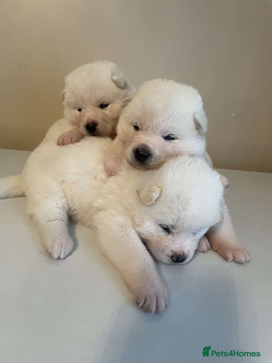 Akita dogs for sale: Akita Puppies for sale - Find Your Forever Friend - Image 4