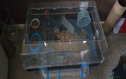 Hamster rodents for sale: Syrian female hamster no offers - Image 3