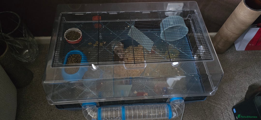 Hamster rodents for sale: Syrian female hamster no offers - Image 3