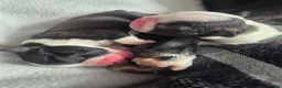 Boston Terrier dogs for sale: X2 Stunning Male Boston Terrier Puppies  in Newcastle upon Tyne - Advert 33