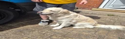 Golden Retriever dogs for sale: Beautiful golden retriever puppies  - Advert 5
