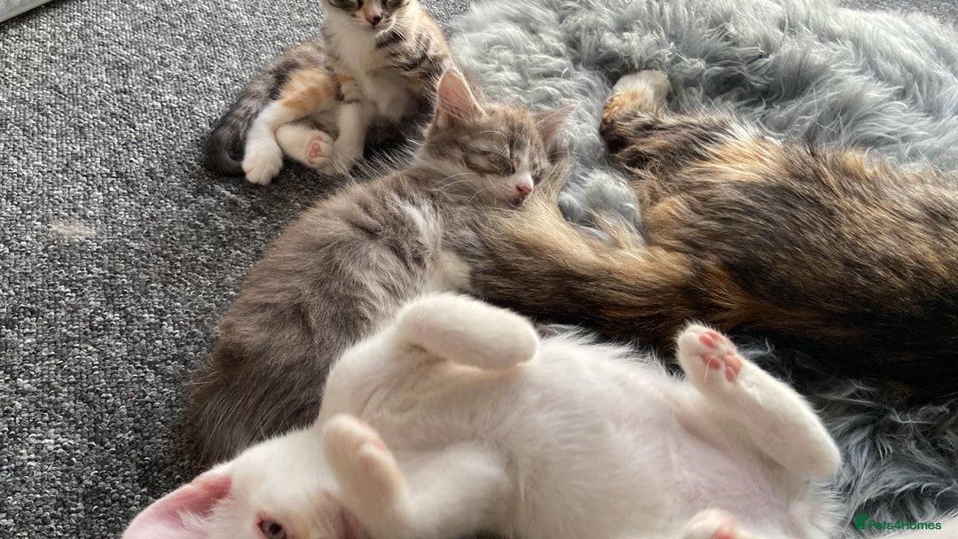 Maine Coon cats for sale: Beautiful kittens  - Image 14
