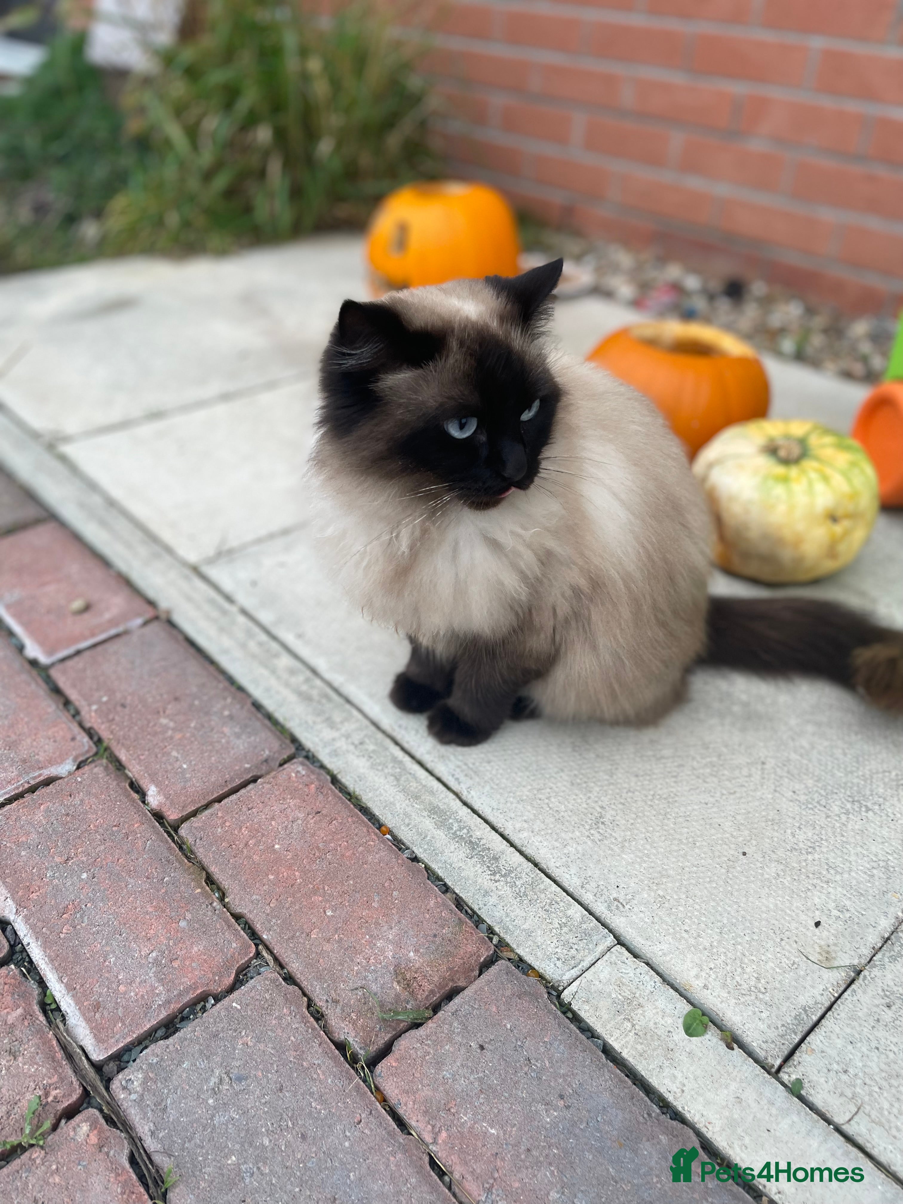 Ragdoll cats Ragdoll for rehoming - Advert 1