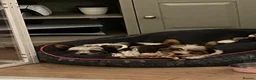 Biewer Terrier dogs for sale: Biewer Terrier Puppies in Halesowen - Advert 5