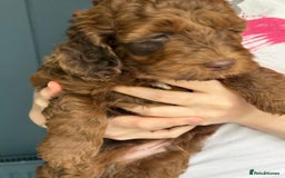 Cockapoo dogs for sale: Red, Chocolate and Merle Cockapoo Puppies - Image 8