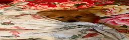 Pomchi dogs for sale: 5 years old pomchi  in London - Advert 3