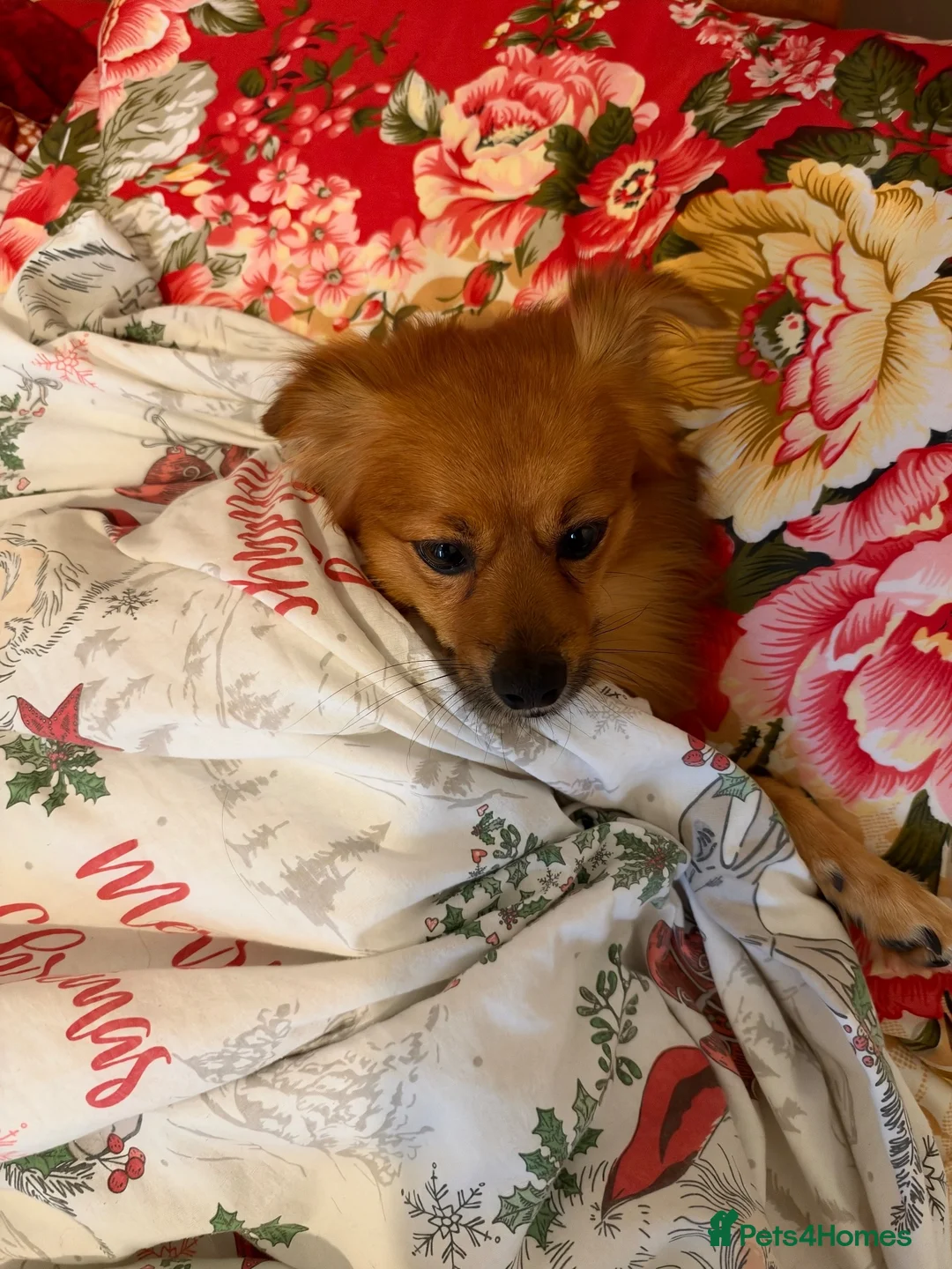 Pomchi dogs for sale: 5 years old pomchi  in London - Advert 3