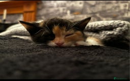 Domestic Shorthair cats for sale: Kittens For Sale - Image 4