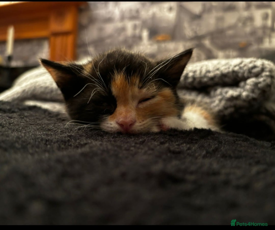 Domestic Shorthair cats for sale: Kittens For Sale - Image 4