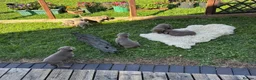 Labrador Retriever dogs for sale: Silver Labrador Retriever Puppies - Advert 31