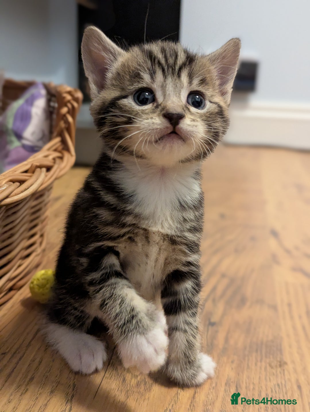 Mixed Breed cats for sale: 5 beautiful and playful kittens - Advert 15