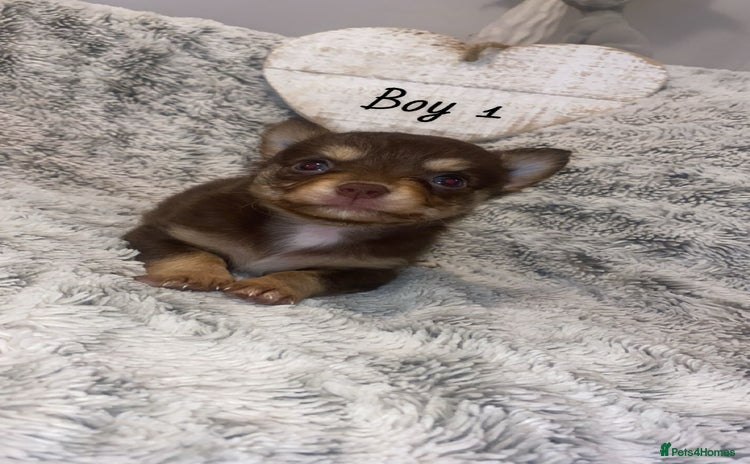 Chihuahua dogs - Advert 2