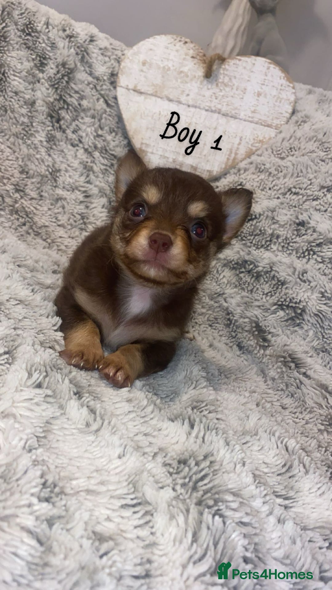 Chihuahua dogs for sale: ✨🐾 chihuahua pups 🐾✨ - Image 1
