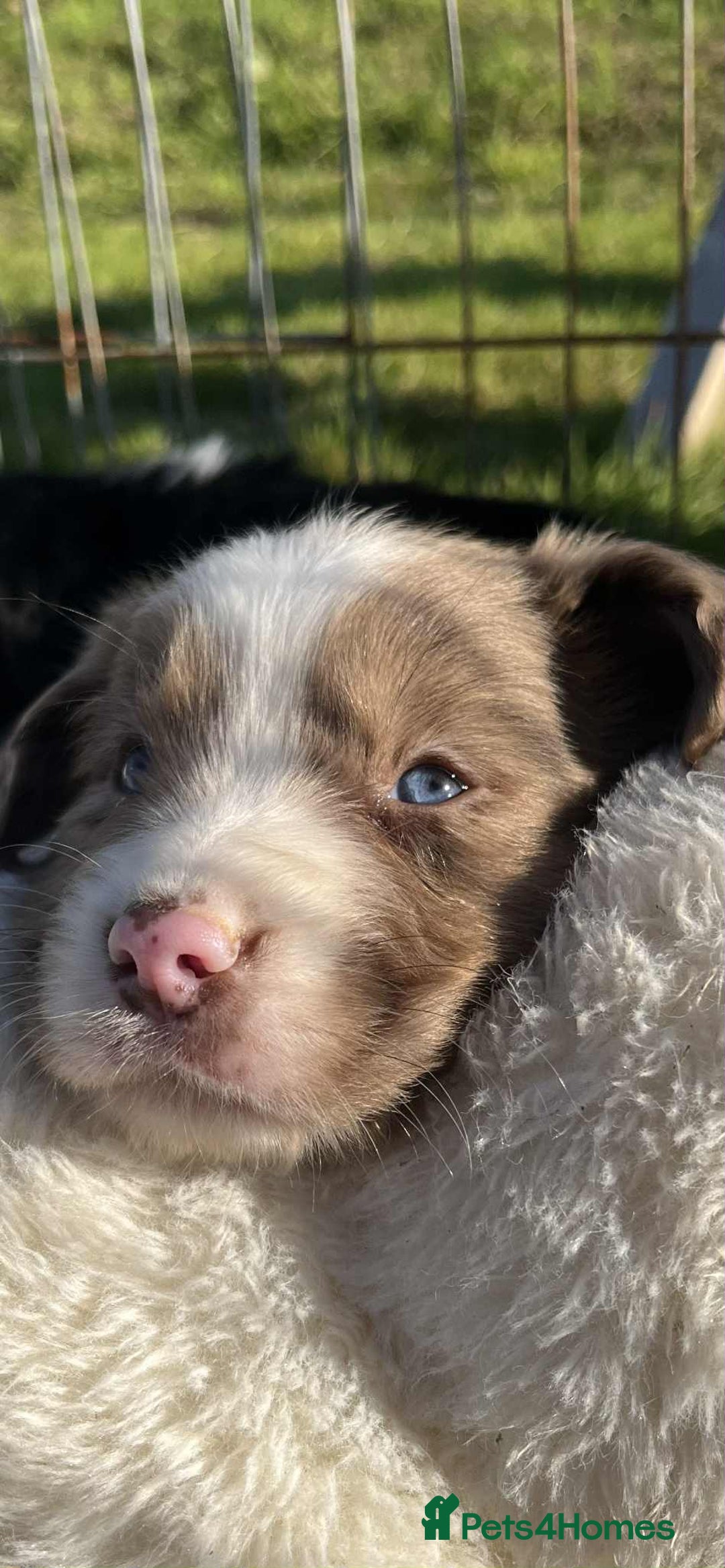 Sprollie dogs for sale: Beautiful Unique Sprollie Puppies - Image 16