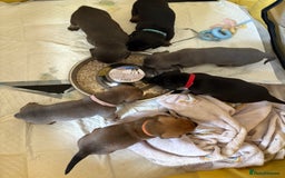 Mixed Breed dogs for sale: French bulldog x daschund - Image 19