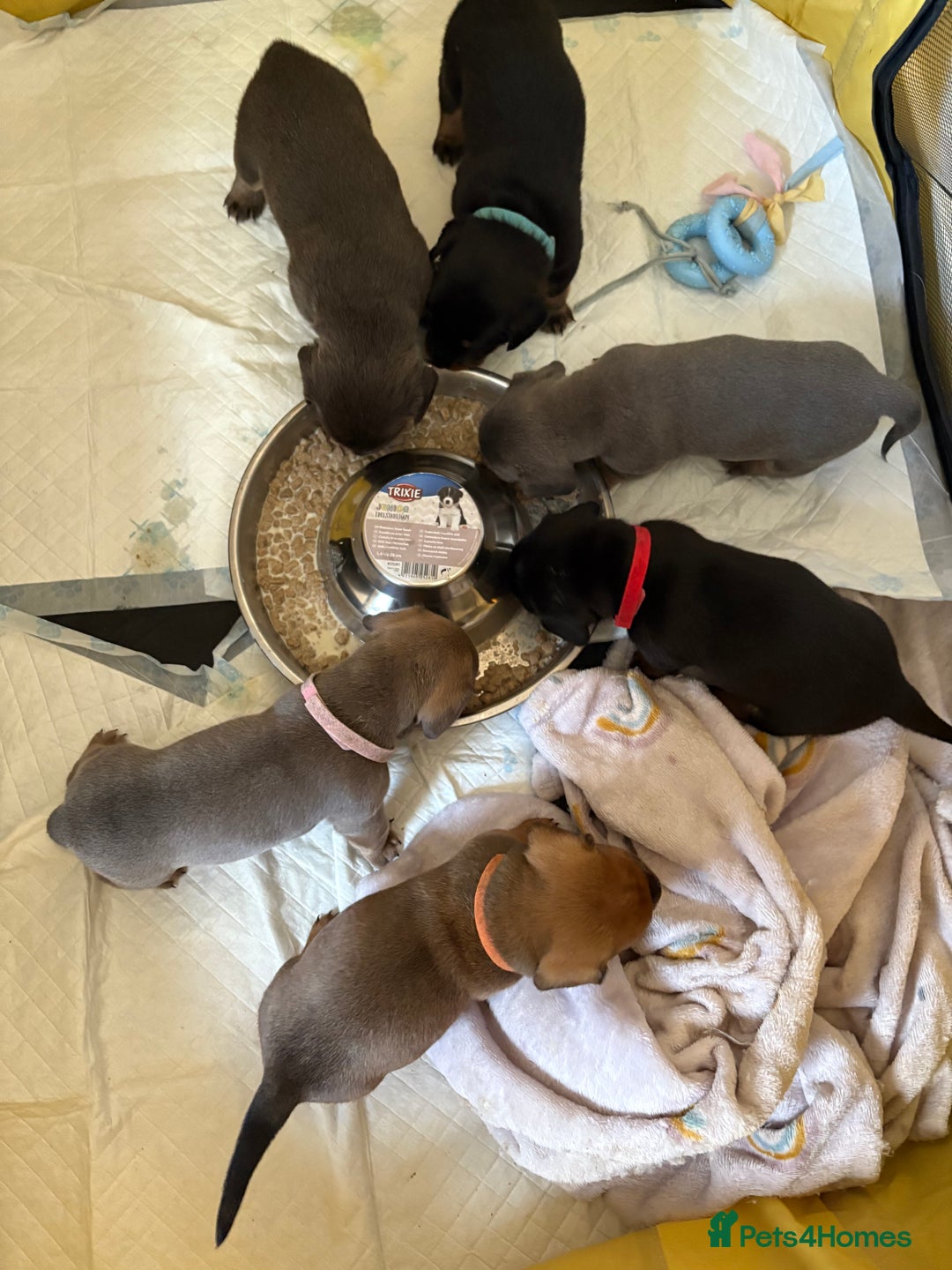 Mixed Breed dogs for sale: French bulldog x daschund - Image 19