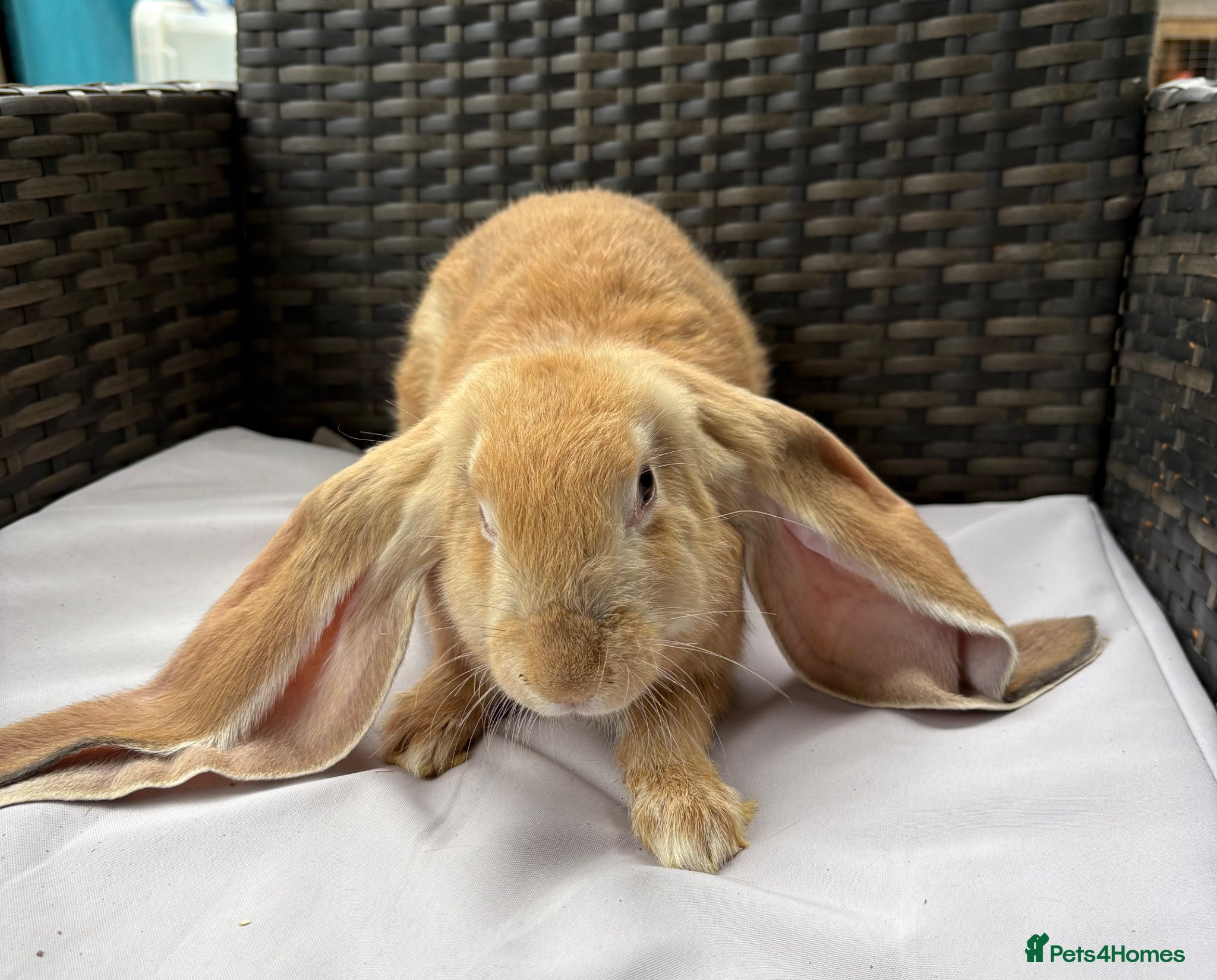 English Lop rabbits for sale: Pure bred English lop rabbits ready to leave  - Advert 3