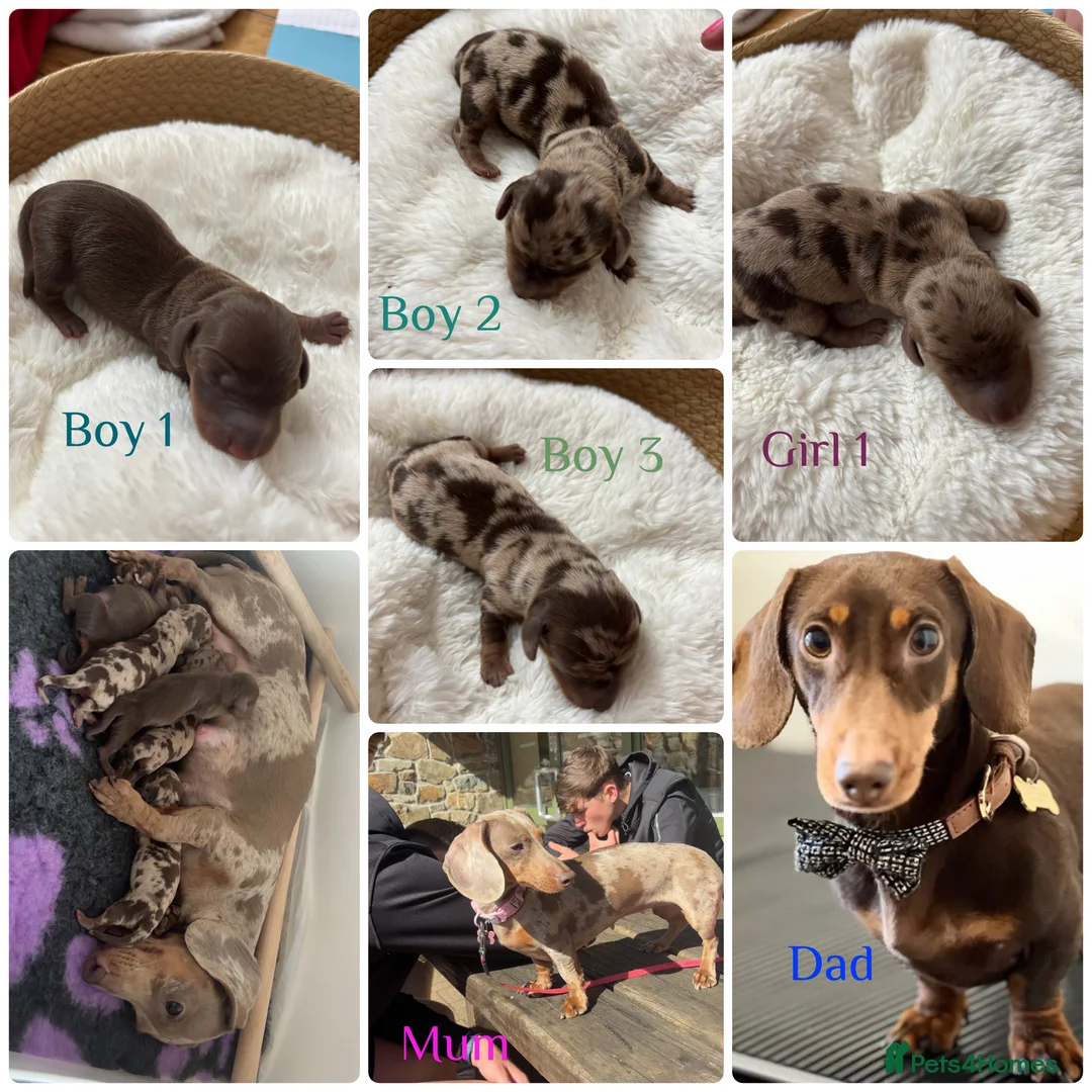 Miniature Dachshund dogs for sale: Stunning 5 star litter  in Abertillery - Advert 1