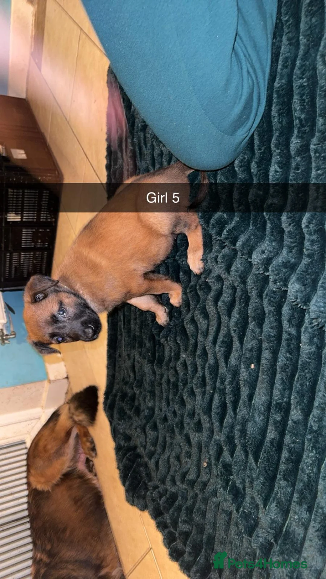 Belgian Shepherd Dog dogs for sale: Belgium malinois puppies  - Advert 5