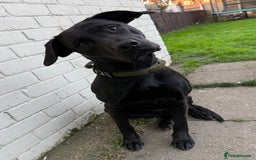 Mixed Breed dogs for sale: Mastador - Image 3