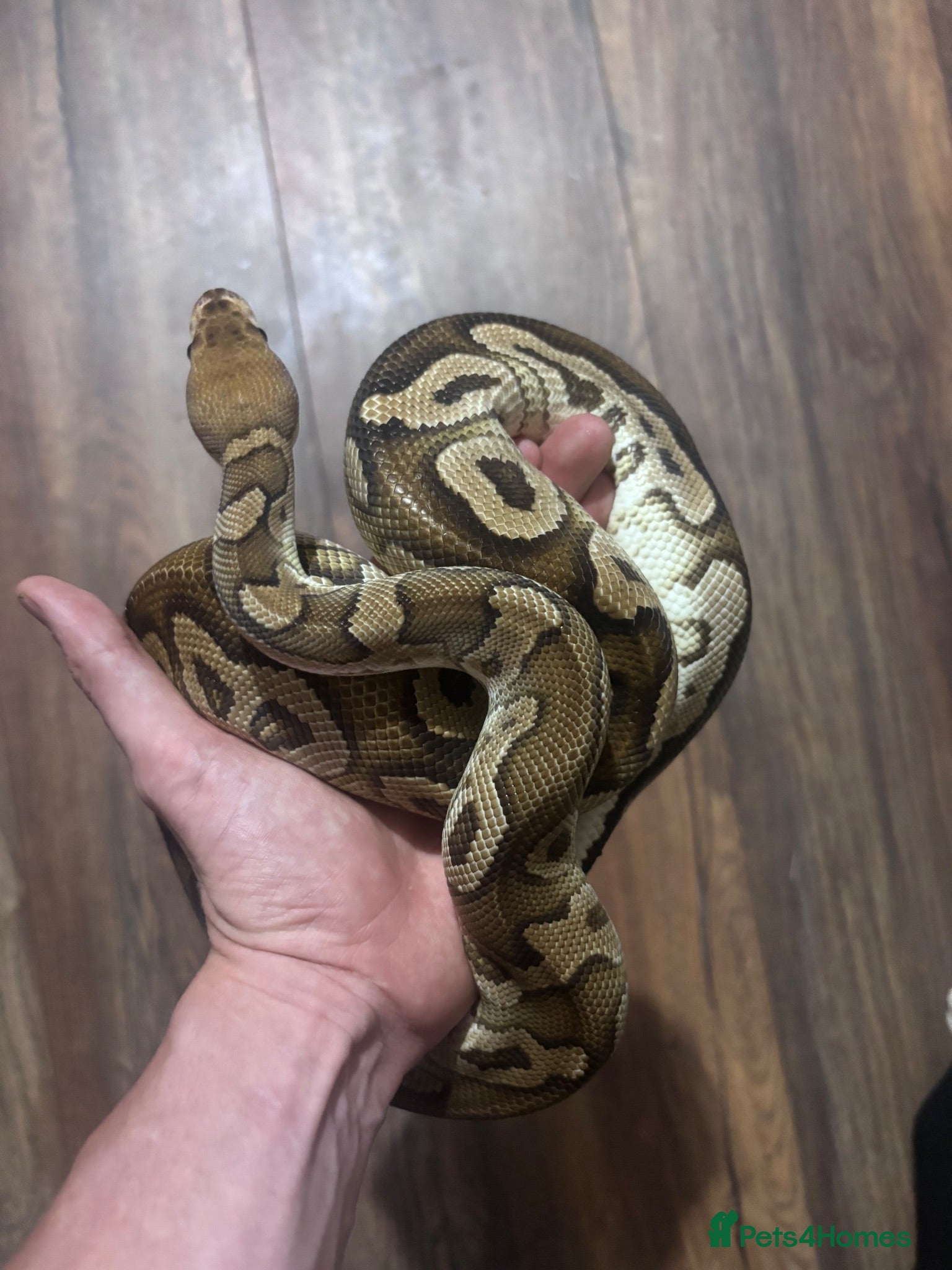Python Snake reptiles Cypress clown  - Advert 3