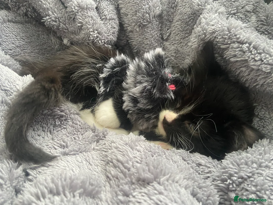 Mixed Breed cats for sale: Kittens looking for a loving home  - Advert 2