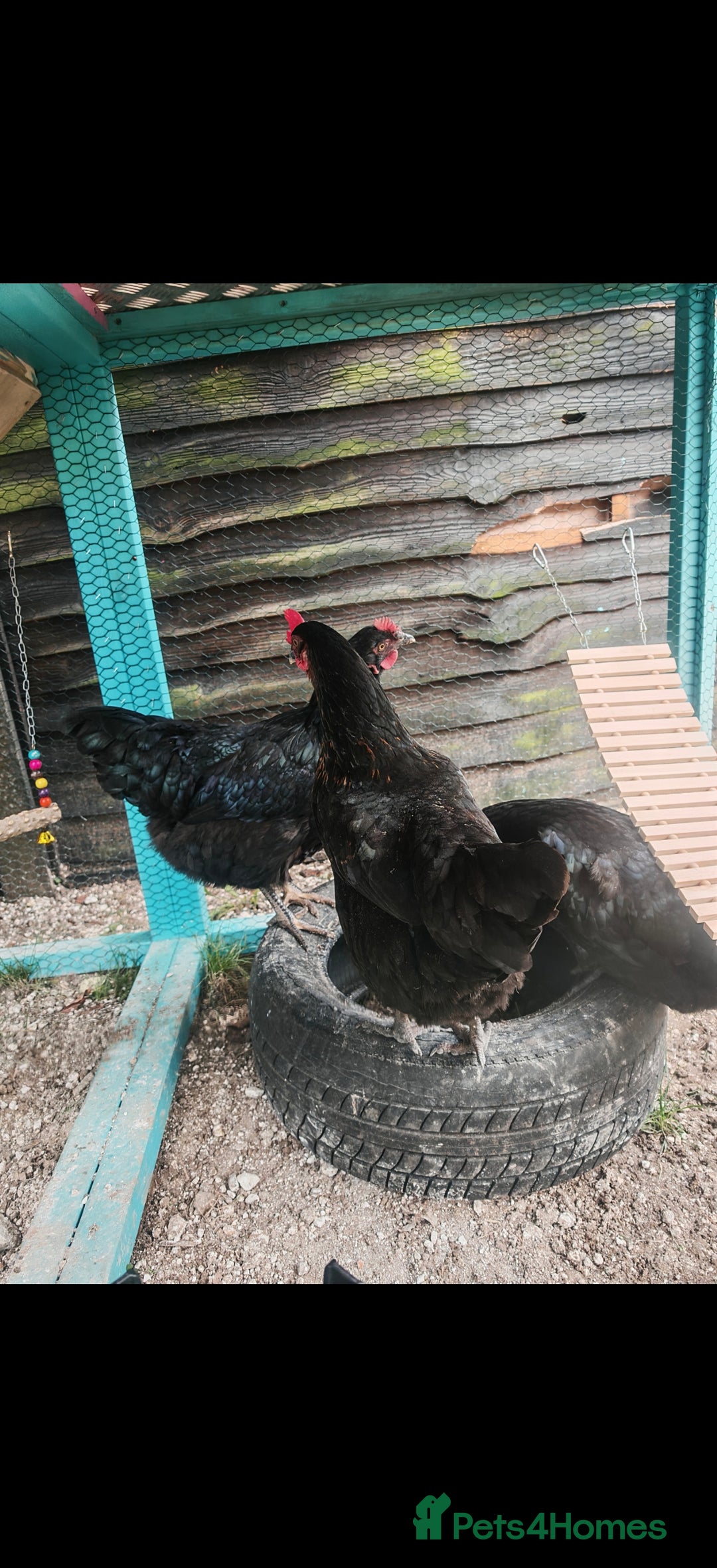 Chickens poultry for sale: Two female chickens  - Advert 2