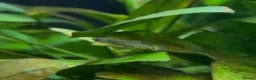 Live Bearers fish for sale: Ameca Splendens/Butterfly Splitfins - Advert 6