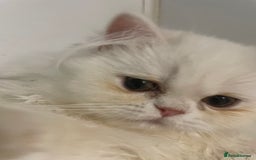 Persian cats for sale: 3 beautiful Persian Kittens Registered with GccF - Image 8