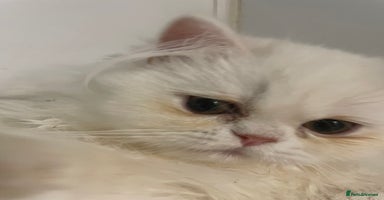 Persian cats - Advert 5