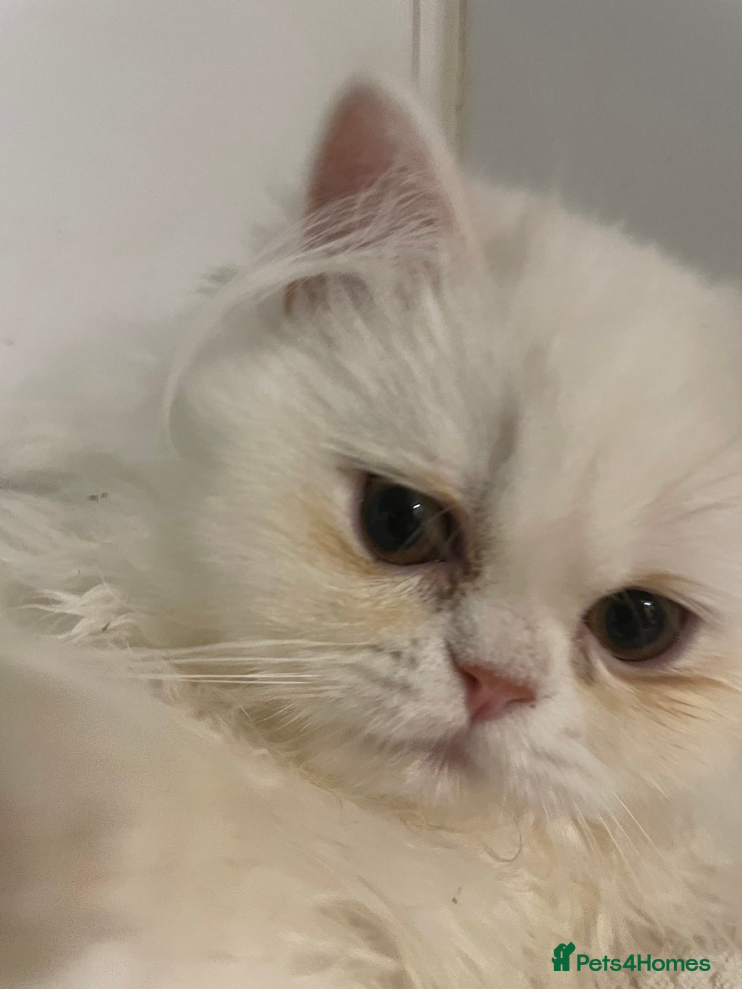 Persian cats for sale: 3 beautiful Persian Kittens Registered with GccF - Image 8