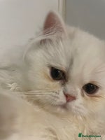 Persian cats - Advert 5