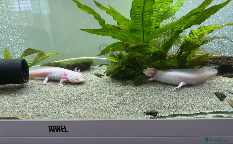 Other/Mixed Breed fish - Advert 2