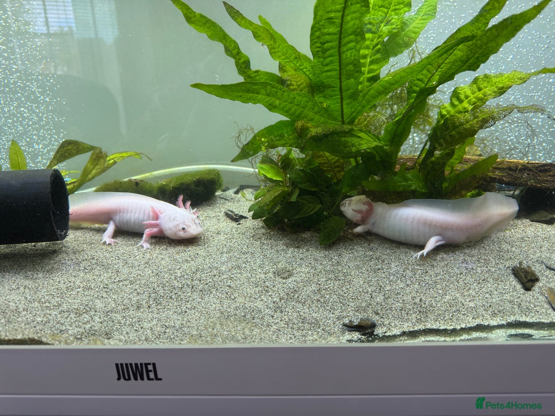 Other/Mixed Breed fish for sale: Leucistic Axolotls for Sale – Peaceful Pair  - Image 1