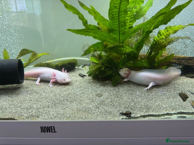 Other/Mixed Breed fish - Advert 2