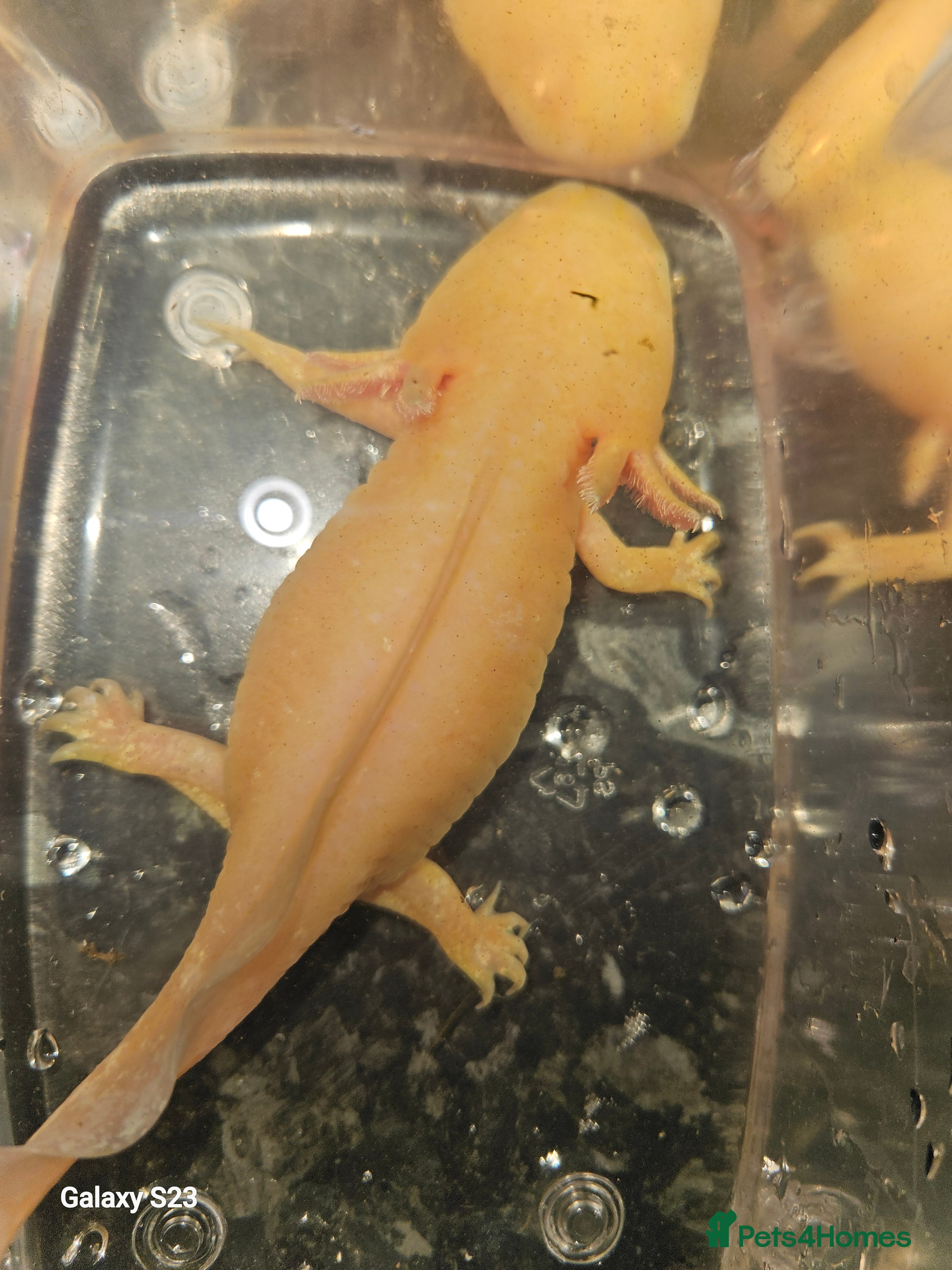 Axolotl reptiles Axolotl - Advert 1