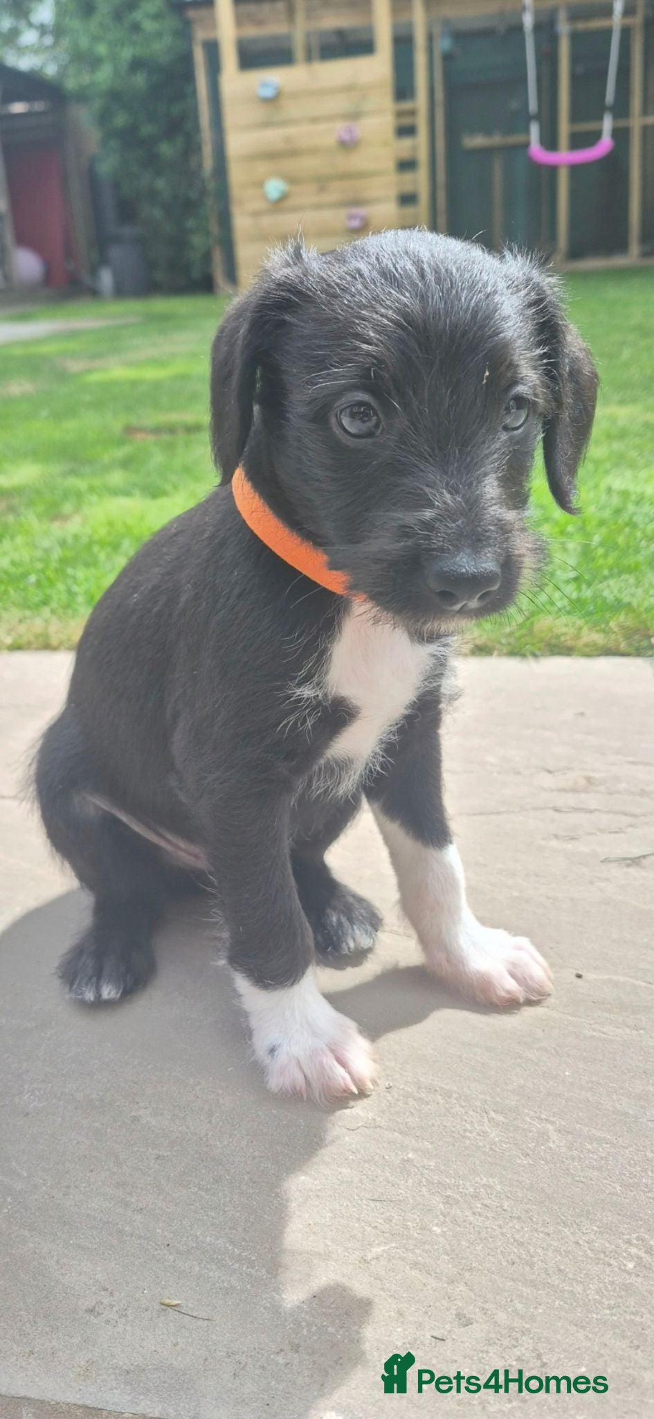 Mixed Breed dogs F1 Bedlington x whippet pup - Advert 5