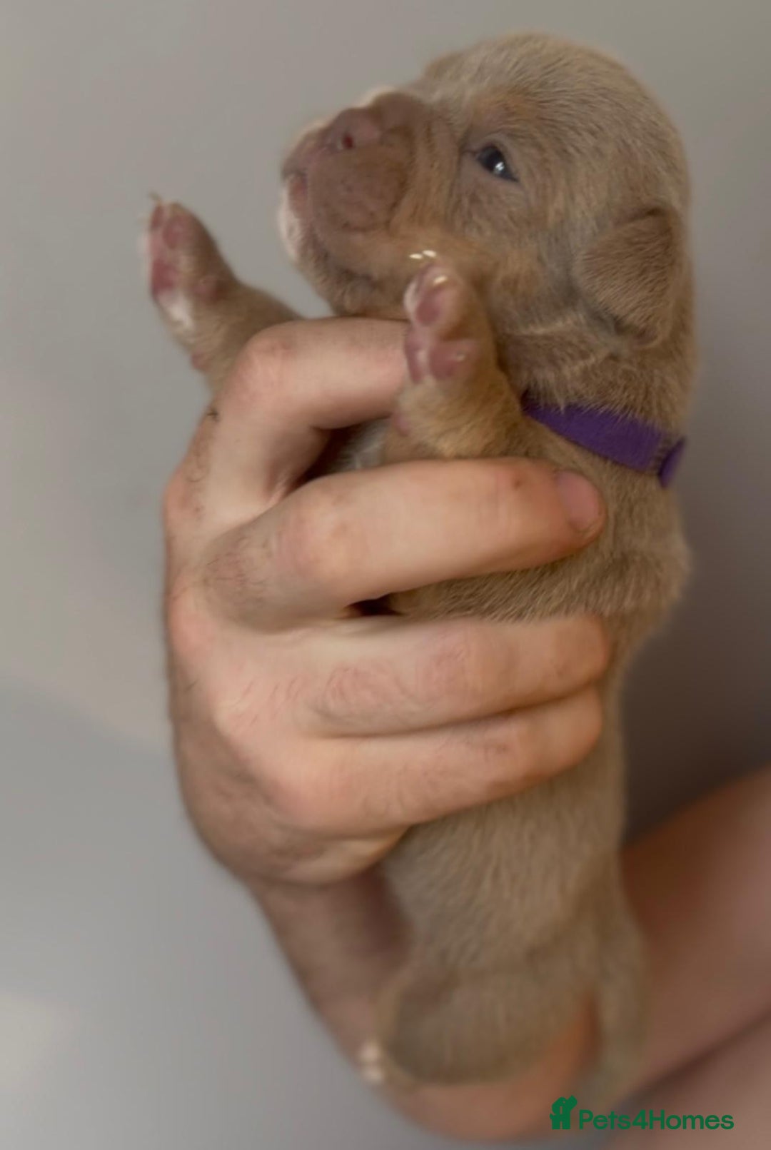 Olde English Bulldogge dogs for sale: Olde English bulldogge  - Image 5