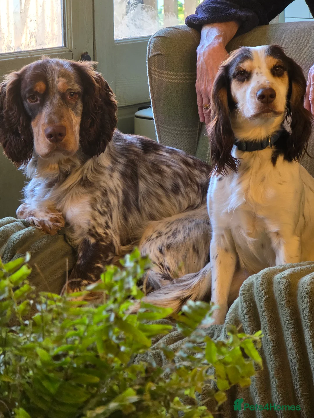 Cocker Spaniel dogs for sale: 2 lovely working Cocker Spaniel pups  - Advert 4