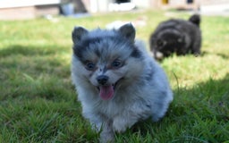 Pomsky dogs for sale: Merle Genuine Toy Size  Pomsky Puppies - Image 16