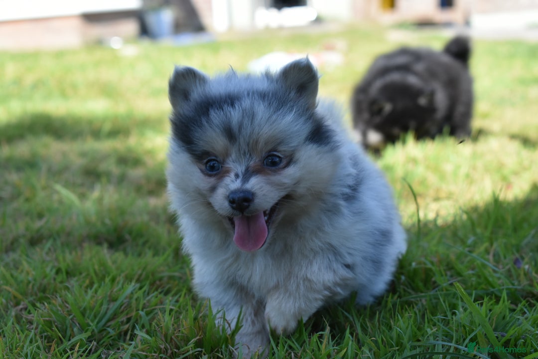 Pomsky dogs for sale: Merle Genuine Toy Size  Pomsky Puppies - Image 16