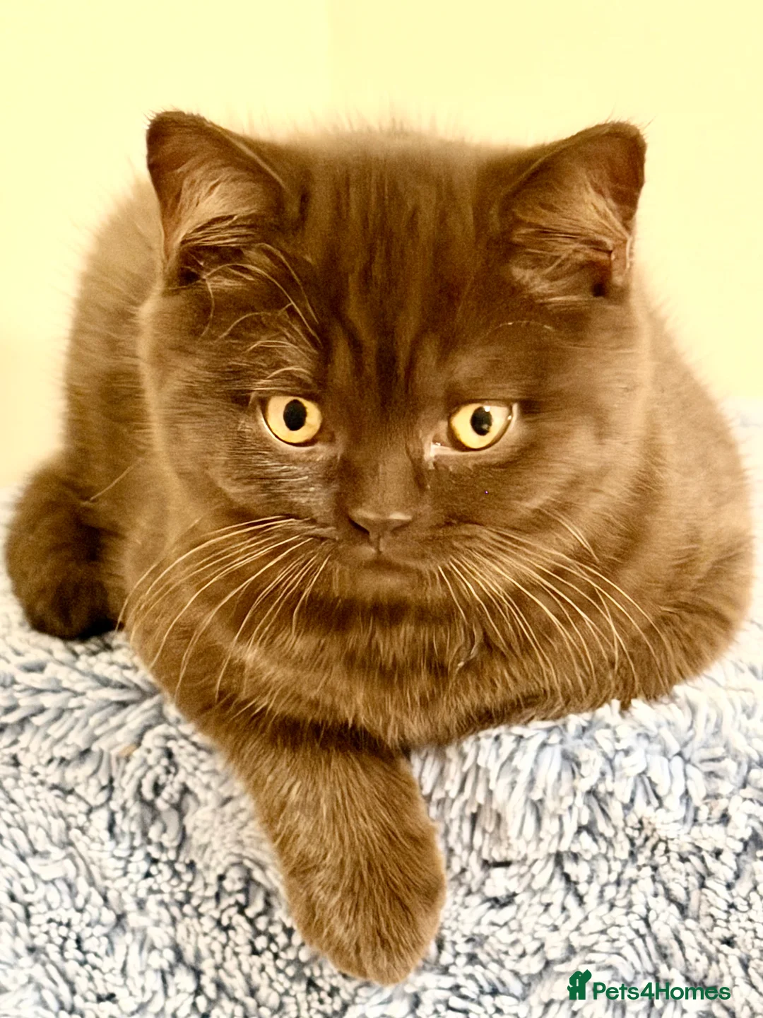 British Shorthair cats for sale: BSH chocolate boys TICA registration  - Advert 15
