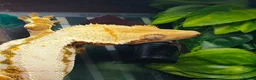 Gecko reptiles for sale: Multiple species of geckos and frog for sale  - Advert 10